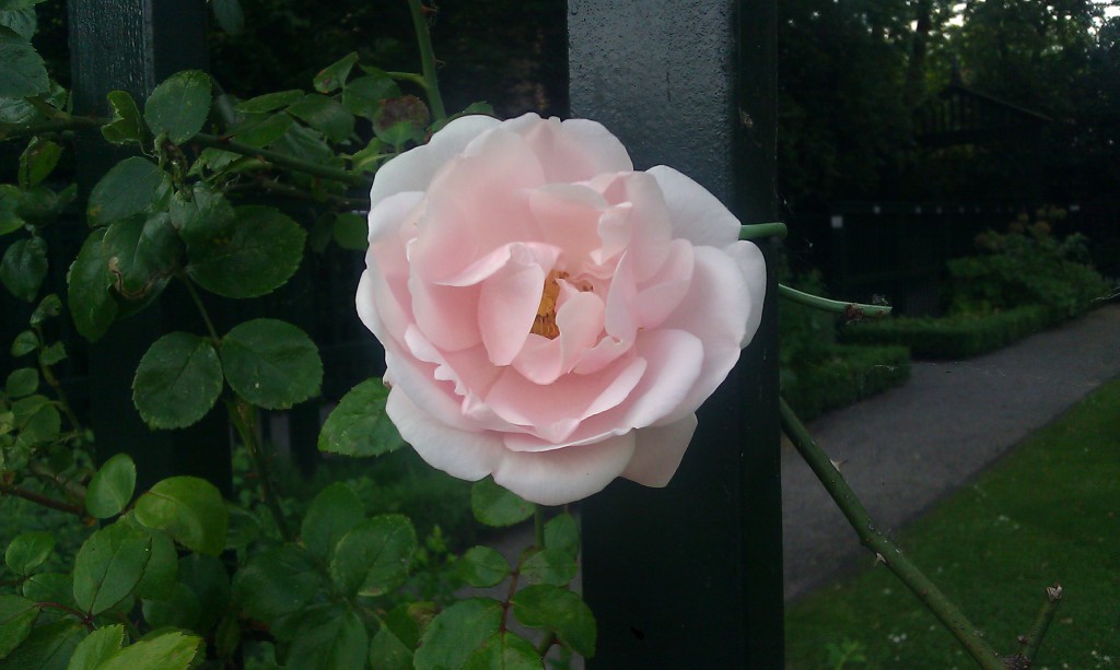 En av de tusentals rosorna i Prinsenhofs trädgård.